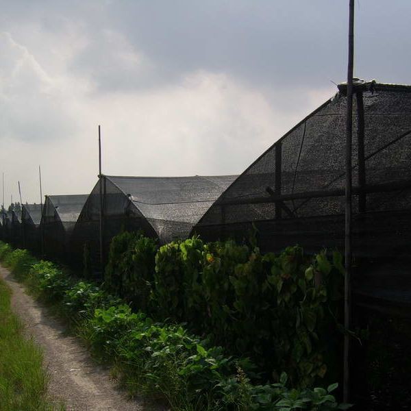 Anti-UV HDPE Green Sun Shading Net