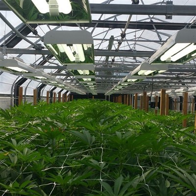 Light Dep üvegház készlet